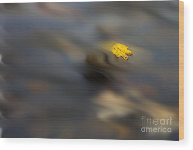 Leaf Wood Print featuring the photograph Yellow leaf floating in water by Dan Friend