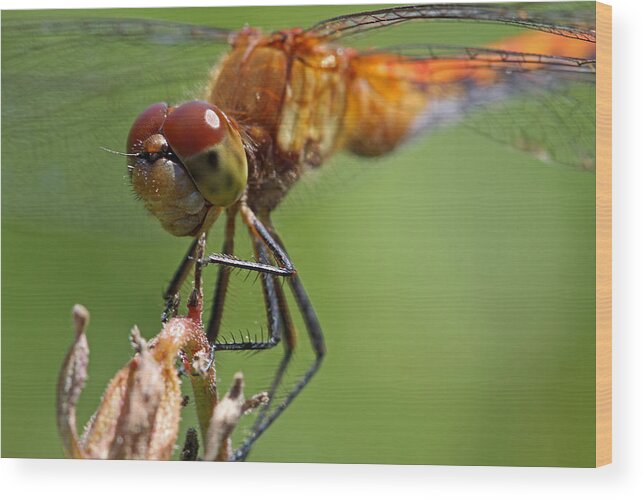 Dragonfly Wood Print featuring the photograph Yellow-Legged Meadowhawk Dragonfly by Juergen Roth