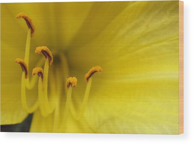 Lily Wood Print featuring the photograph Yellow Lily Detail by Mary Bedy