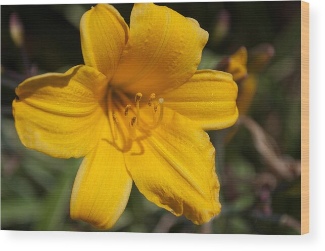 Plant Wood Print featuring the photograph Yellow Lily by Tikvah's Hope
