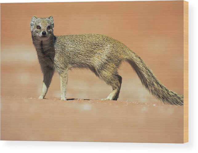 Heike Odermatt Wood Print featuring the photograph Yellow Mongoose In Kalahari Desert by Heike Odermatt