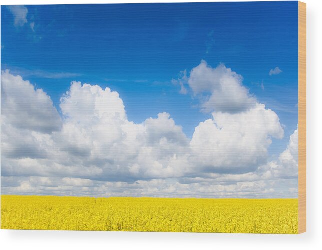 Mustard Wood Print featuring the photograph Yellow Mustard Fields Under a Deep Blue Sky by Nila Newsom