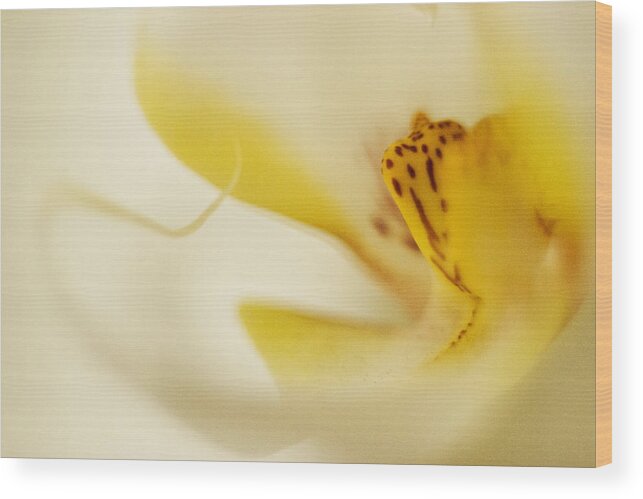 Yello Wood Print featuring the photograph Yellow Orchid by Bradley R Youngberg