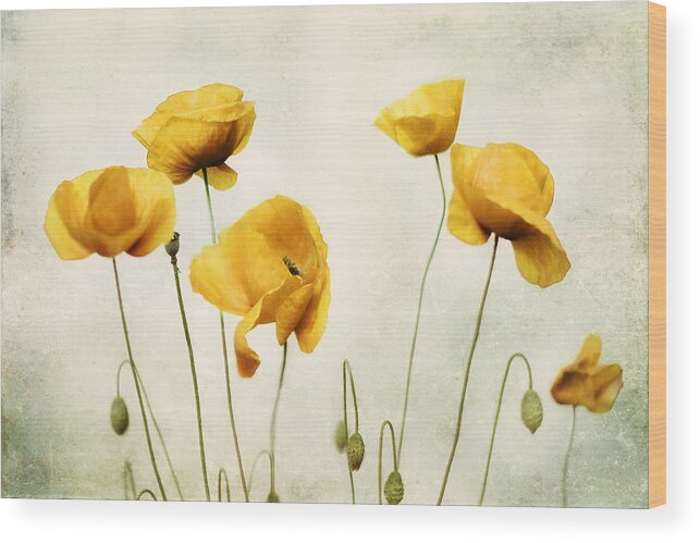 Poppy Photography Wood Print featuring the photograph Yellow Poppy Photography - Yellow Poppies - Yellow Flowers - Olive Green Yellow Floral Wall Art by Amy Tyler
