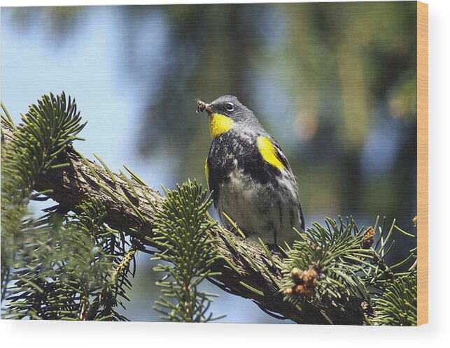 Yellow-rumped Warbler Wood Print featuring the photograph Yellow-Rumped Warbler with Grubs by Sharon Talson