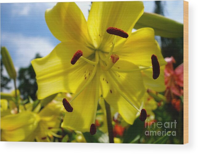 Yellow Whopper Wood Print featuring the photograph Yellow Whopper Lily 2 by Jacqueline Athmann