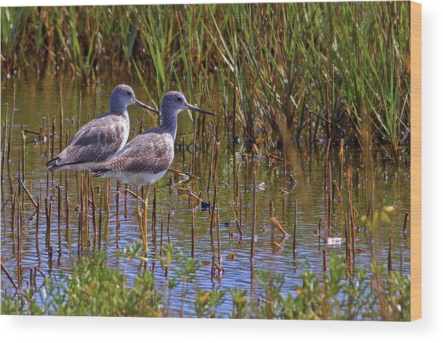 Yellow Wood Print featuring the photograph Yellowlegs of Texas by Gary Holmes