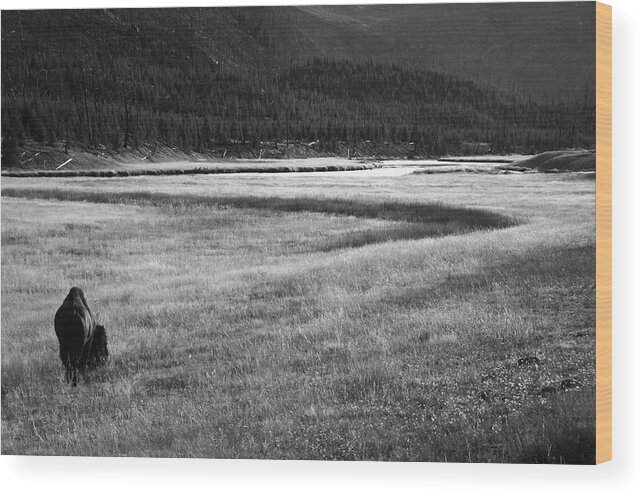 Wyoming Wood Print featuring the photograph Yellowstone Bison Wyoming by Aidan Moran