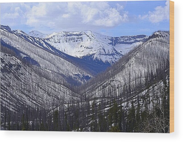 Landscape Wood Print featuring the photograph Yellowstone East Entrance Spring by Nadalyn Larsen