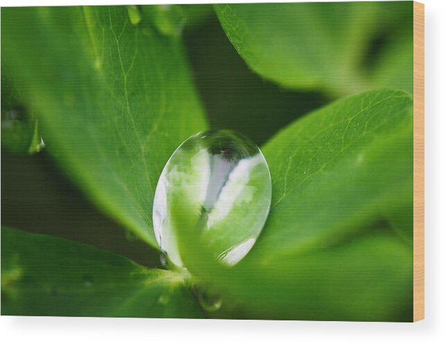 Water Drop Wood Print featuring the photograph Yin Yang by Sue Capuano