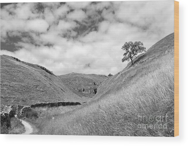 Yorkshire Dales Dramatic British English England Britain Landscape Countryside Hills Uk United Kingdom Tree Slope Dry Stone Wall Scenic Scenery Lone Single Atmospheric Mono Black And White Wood Print featuring the photograph Lone tree in the Yorkshire Dales by Julia Gavin