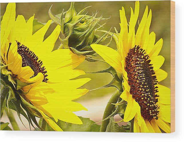 Flowers Wood Print featuring the photograph You are my sunshine.... by Tammy Schneider