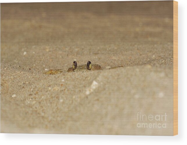 Atlantic Ghost Crab Wood Print featuring the photograph You Can't See me by Lynda Dawson-Youngclaus