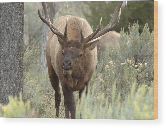 Elk Wood Print featuring the photograph You Looking At Me by Frank Madia