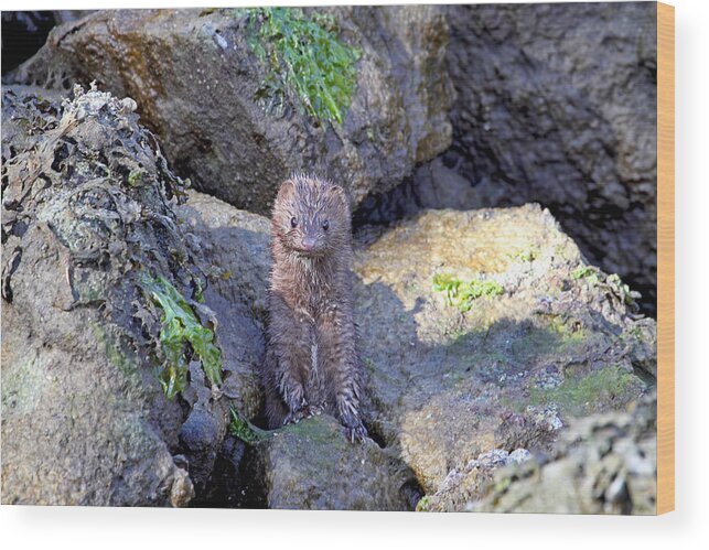 Mink Wood Print featuring the photograph Young American Mink by Peggy Collins