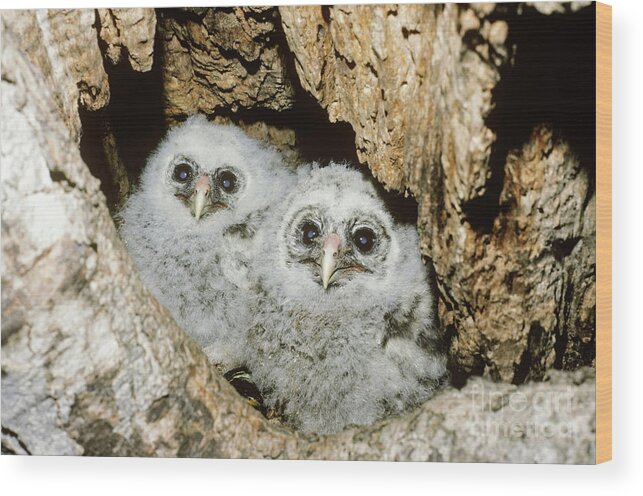 Animal Wood Print featuring the photograph Young Barred Owls In Nest Snag by Jim Zipp