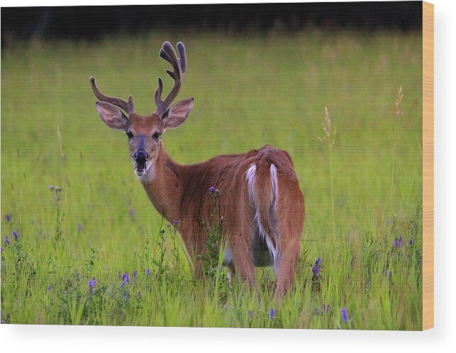 Deer Wood Print featuring the photograph Young Buck by Larry Trupp