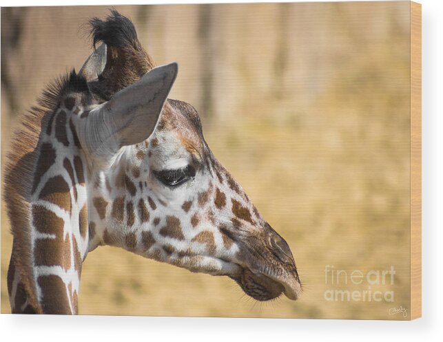 Young Giraffe Wood Print featuring the photograph Young Giraffe by Imagery by Charly
