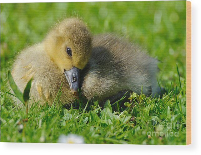 Greylag Goose Wood Print featuring the photograph Young Greylag Goose by Willi Rolfes