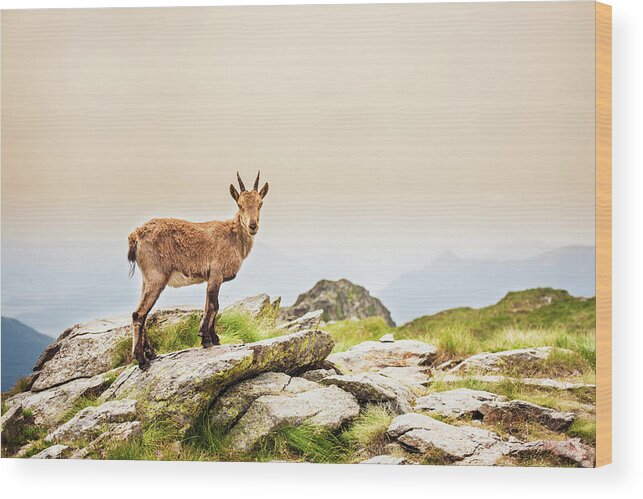 Horned Wood Print featuring the photograph Young Ibex Alpine On The Mountain by Deimagine