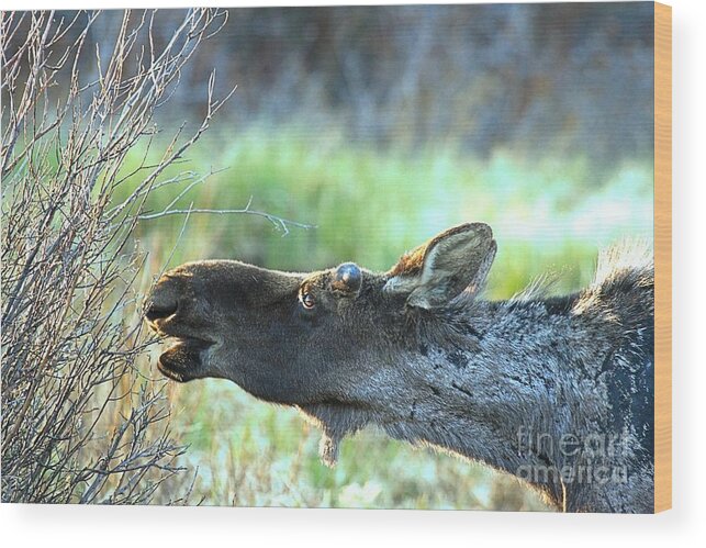 Moose Wood Print featuring the photograph Young Moose Munch by Adam Jewell