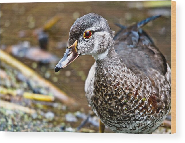Wood Duck Wood Print featuring the photograph Young Woody by Cheryl Baxter