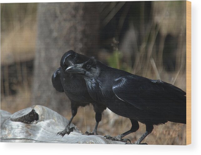 Raven Wood Print featuring the photograph You've got something on your beak by Frank Madia