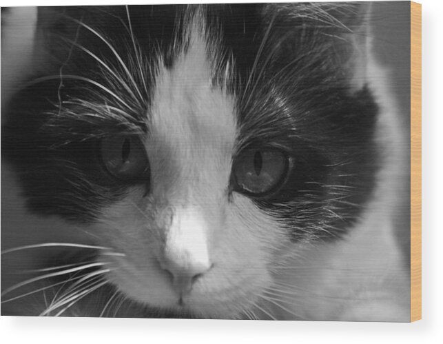 Cat Wood Print featuring the photograph Yue up close by Andy Lawless