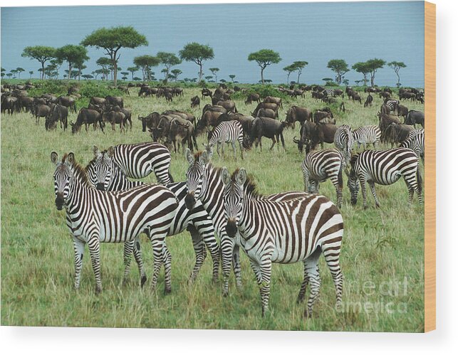 00344933 Wood Print featuring the photograph Zebras And Wildebeest Grazing by Yva Momatiuk and John Eastcott