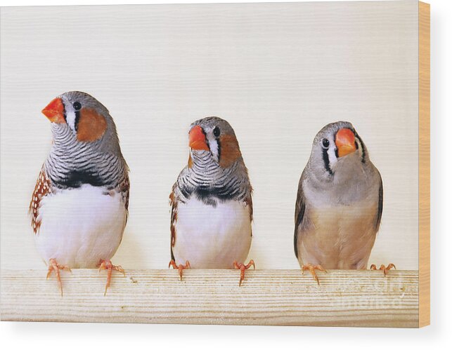 Animal Wood Print featuring the photograph Zebra Finches by Bsip