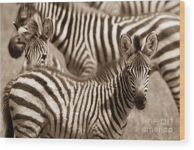 Zebra Wood Print featuring the photograph Zebra Stripes Galore by Chris Scroggins