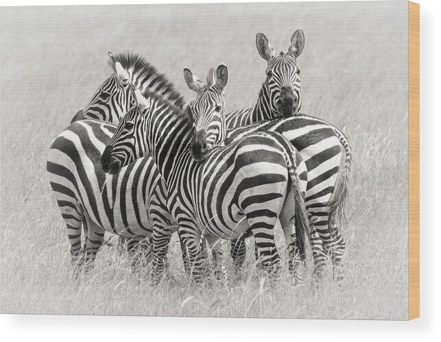 Nature Wood Print featuring the photograph Zebras by Kirill Trubitsyn