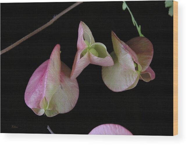 Delicate Wood Print featuring the photograph Zen of Nature I by Julianne Felton