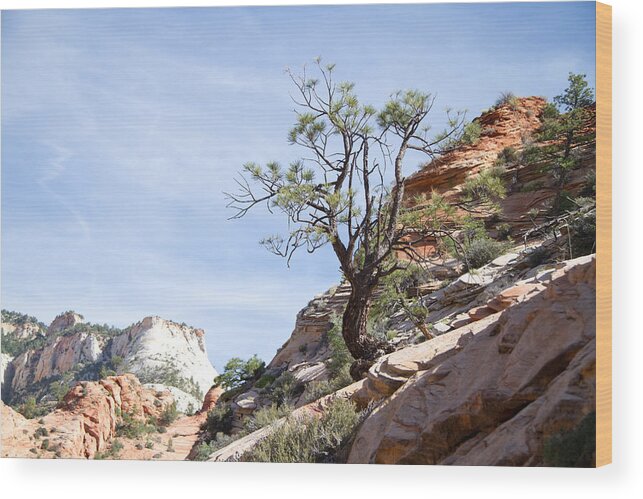 Tree Wood Print featuring the photograph Zion National Park 1 by Natalie Rotman Cote