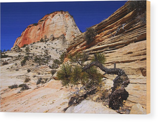 Daniel Woodrum Wood Print featuring the photograph Zion's East Temple I by Daniel Woodrum