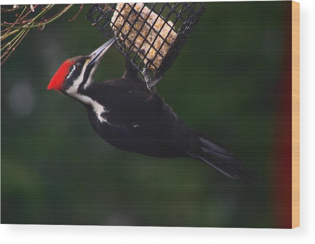 Woody Woodpecker Wood Print featuring the photograph Mr. Pileated Woody Likes It by Kym Backland