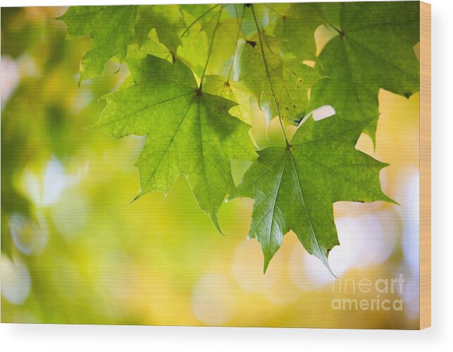 Autumn Wood Print featuring the photograph Autumn #1 by Kati Finell