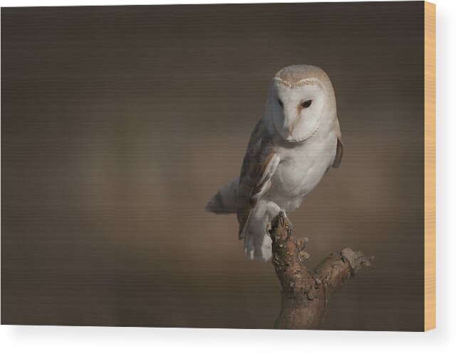 Barn Owl Wood Print featuring the photograph Barn Owl #1 by Andy Astbury