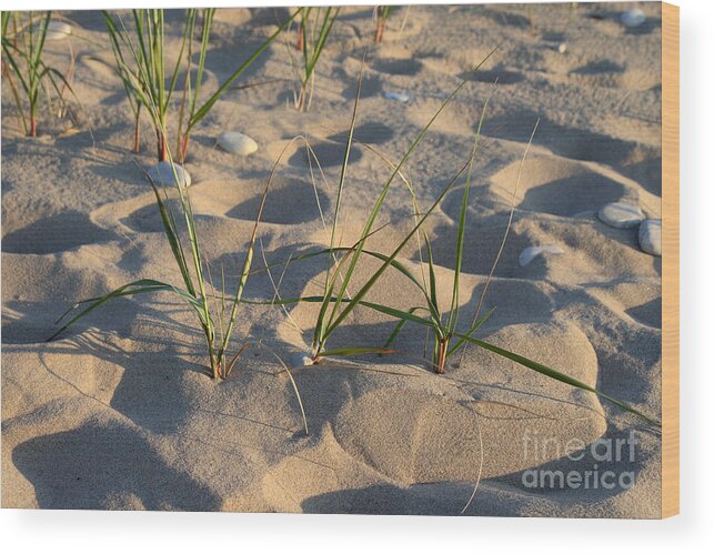 Sand Wood Print featuring the photograph Beach Grass #1 by Ted Kinsman