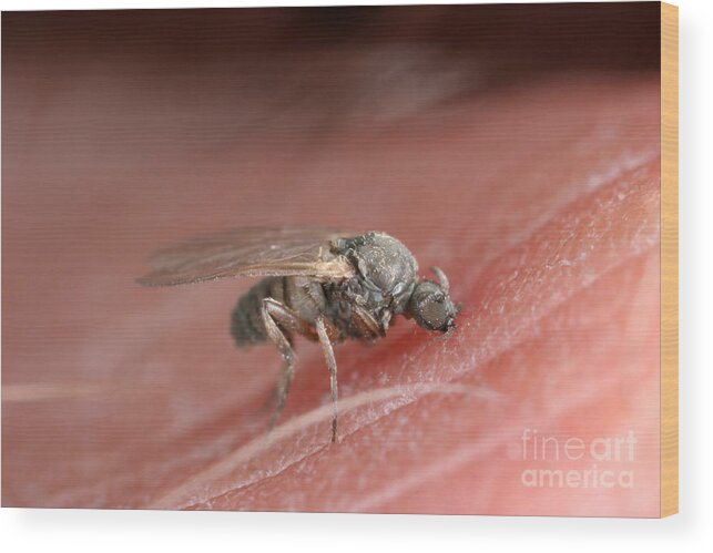 Fauna Wood Print featuring the photograph Black Fly #1 by Ted Kinsman