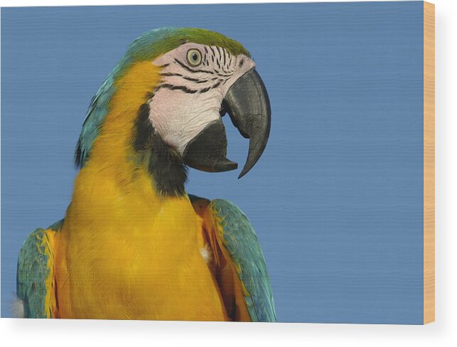 Mp Wood Print featuring the photograph Blue And Yellow Macaw Ara Ararauna #1 by Pete Oxford