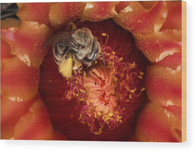 Mp Wood Print featuring the photograph Cactus Bee Diadasia Sp Feeding #1 by Mark Moffett