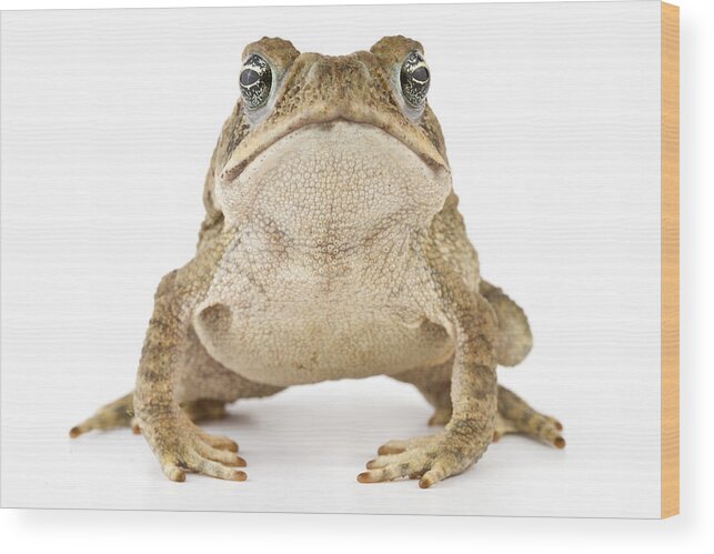 00478906 Wood Print featuring the photograph Cane Toad La Selva Costa Rica #1 by Piotr Naskrecki