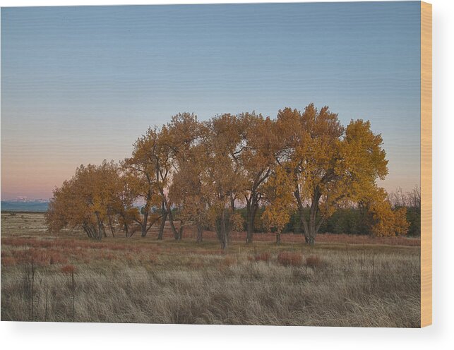 Hdr Wood Print featuring the photograph Cottonwood Grove by Monte Stevens