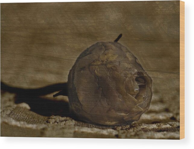 Rosebud Wood Print featuring the photograph Dead Rosebud #1 by Steve Purnell