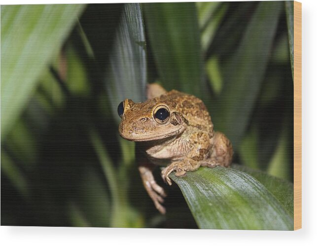 Frog Wood Print featuring the photograph Frog #1 by Jeanne Andrews