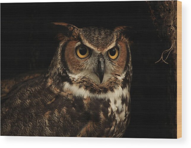 Nature Wood Print featuring the photograph Great Horned Owl by Doug McPherson