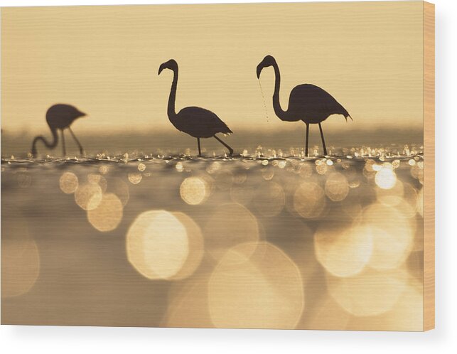 Mp Wood Print featuring the photograph Greater Flamingo Phoenicopterus Ruber #1 by Konrad Wothe