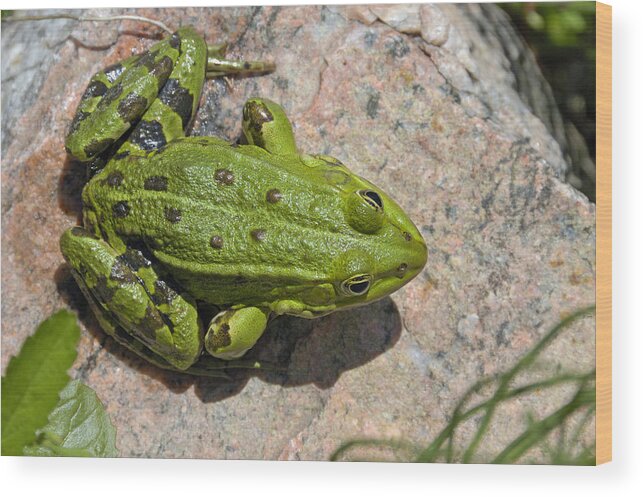 Frog Wood Print featuring the photograph Green frog #2 by Matthias Hauser