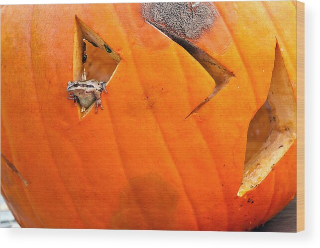 Amphibians Wood Print featuring the photograph Halloween surprise #2 by Jean Noren